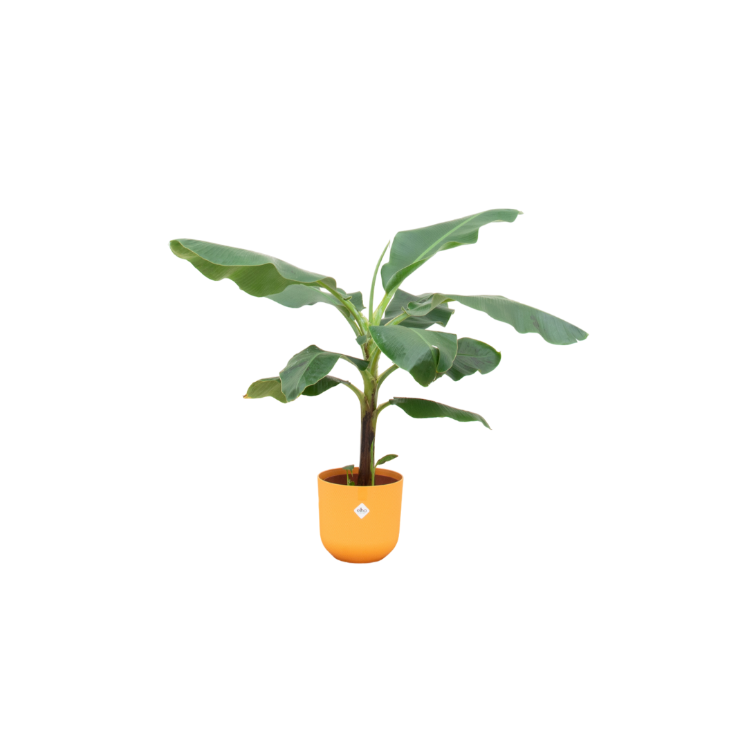 Bananenplant