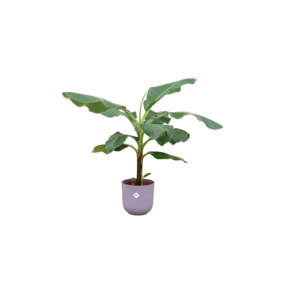 Bananenplant