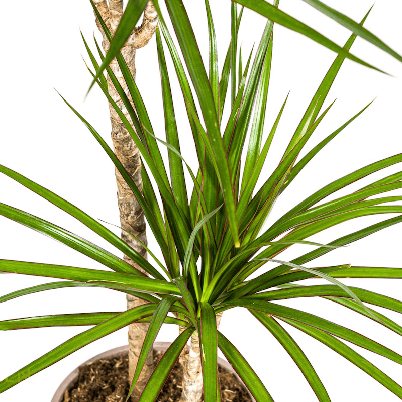 Dracaena Marginata Green