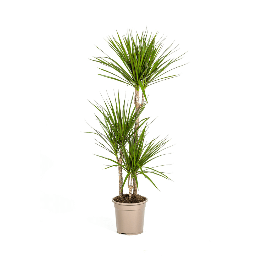 Dracaena Marginata Green