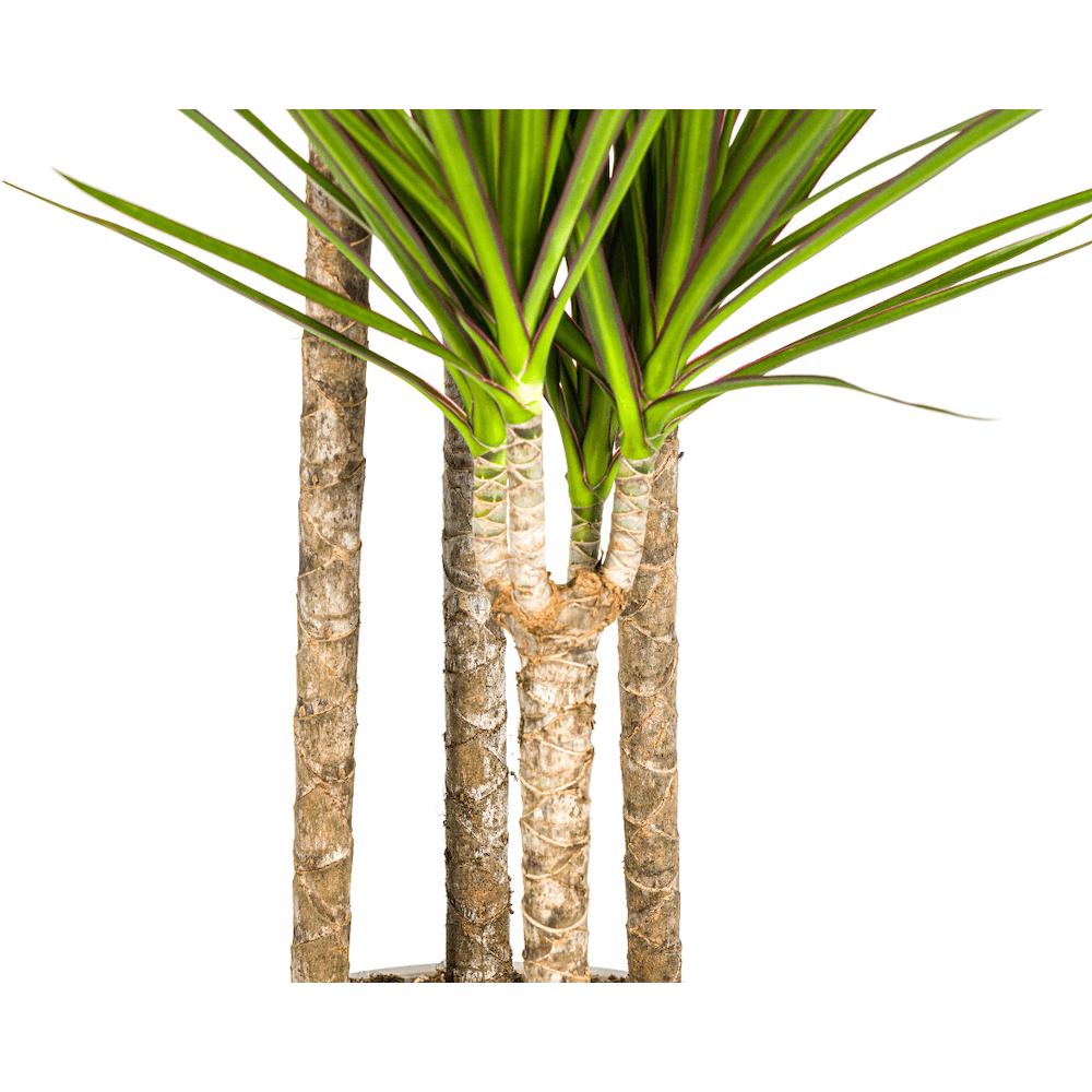 Dracaena Marginata Green