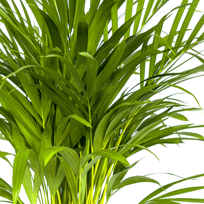 Dypsis Areca Lutescens