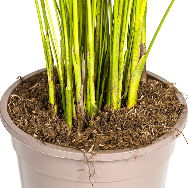 Dypsis Areca Lutescens