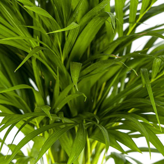 Dypsis Areca Lutescens