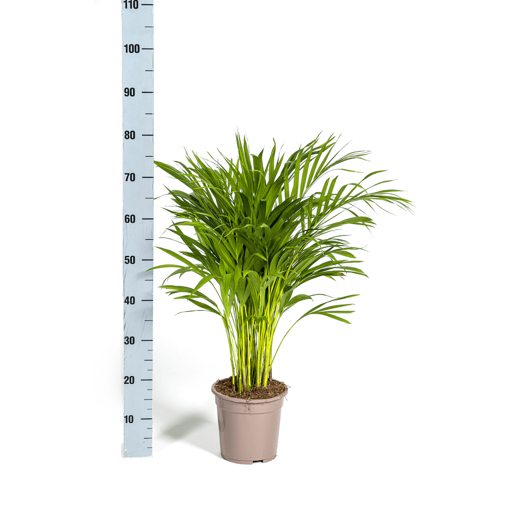 Dypsis Areca Lutescens