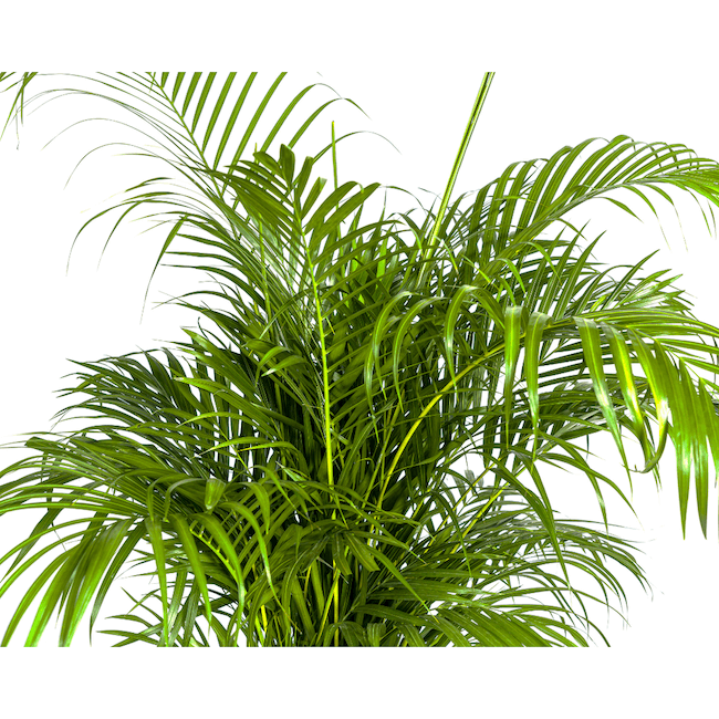 Dypsis Areca Lutescens