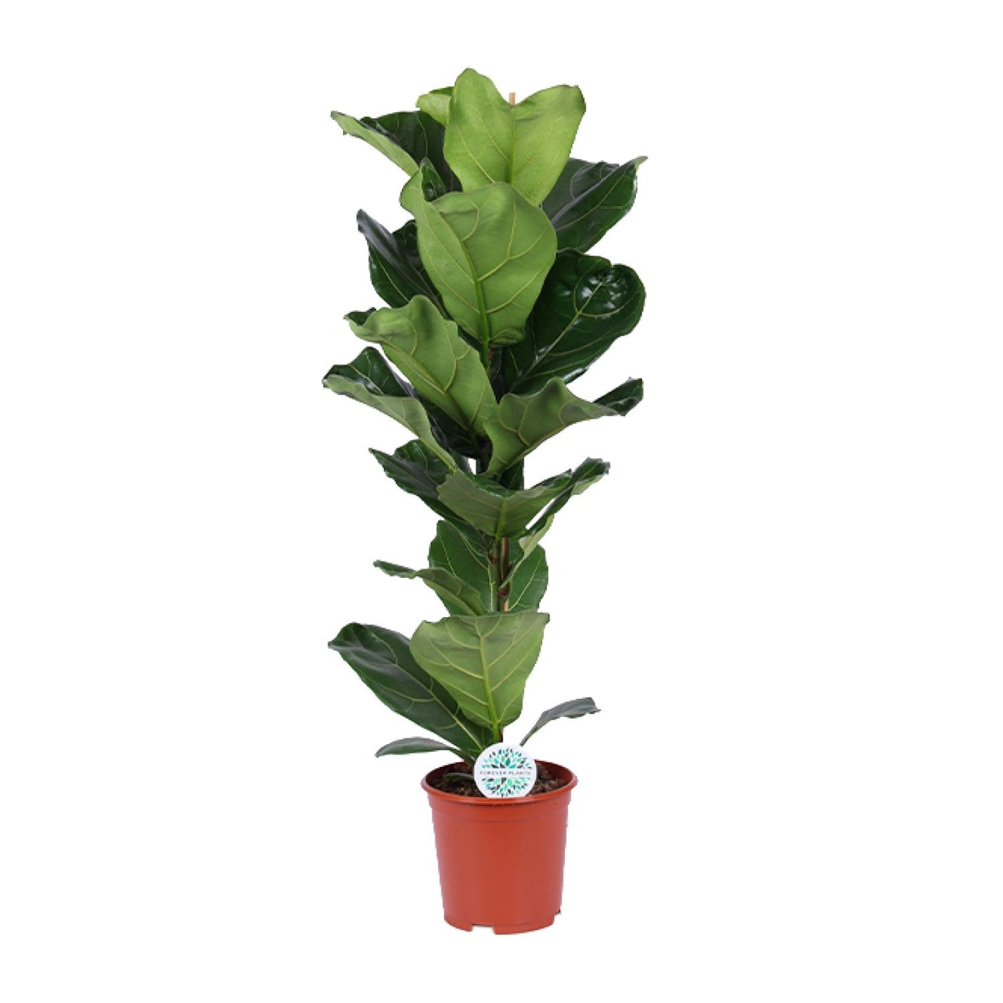 Ficus Lyrata