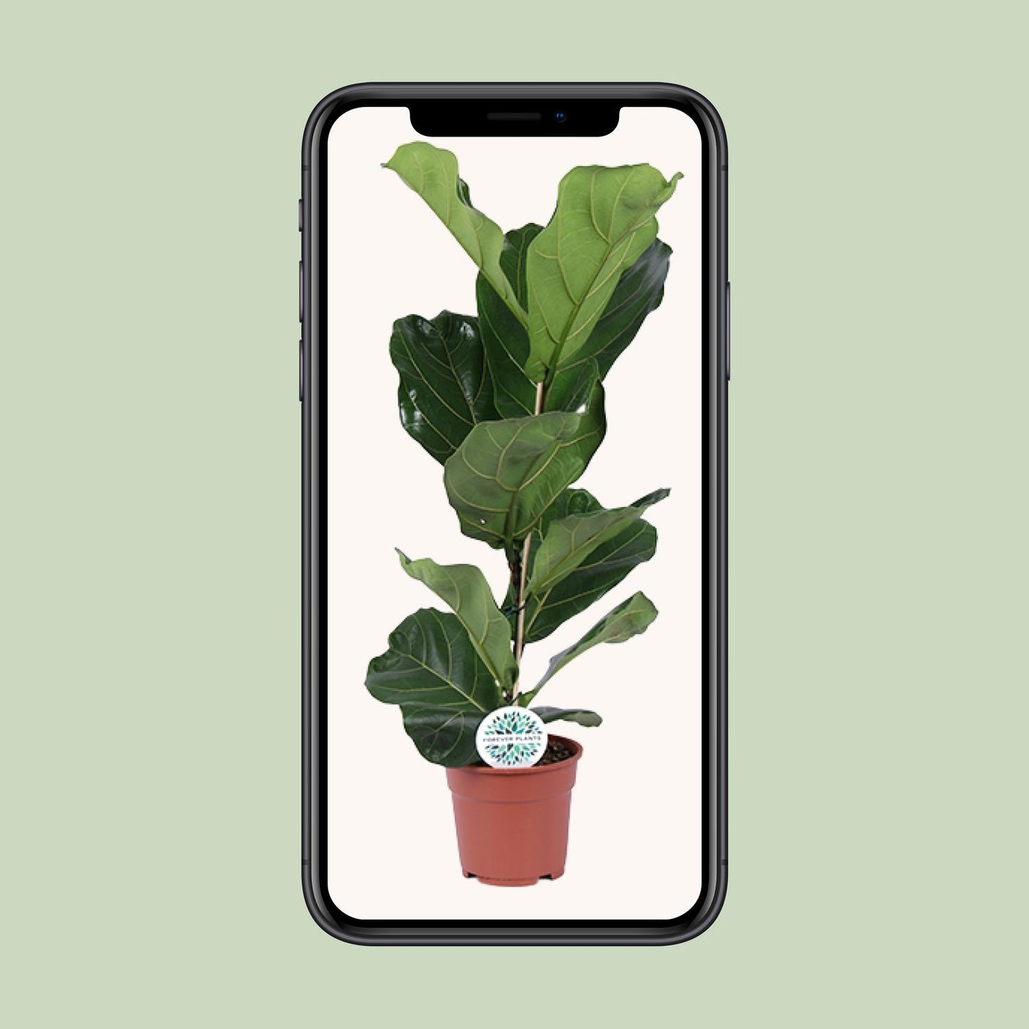 Ficus Lyrata