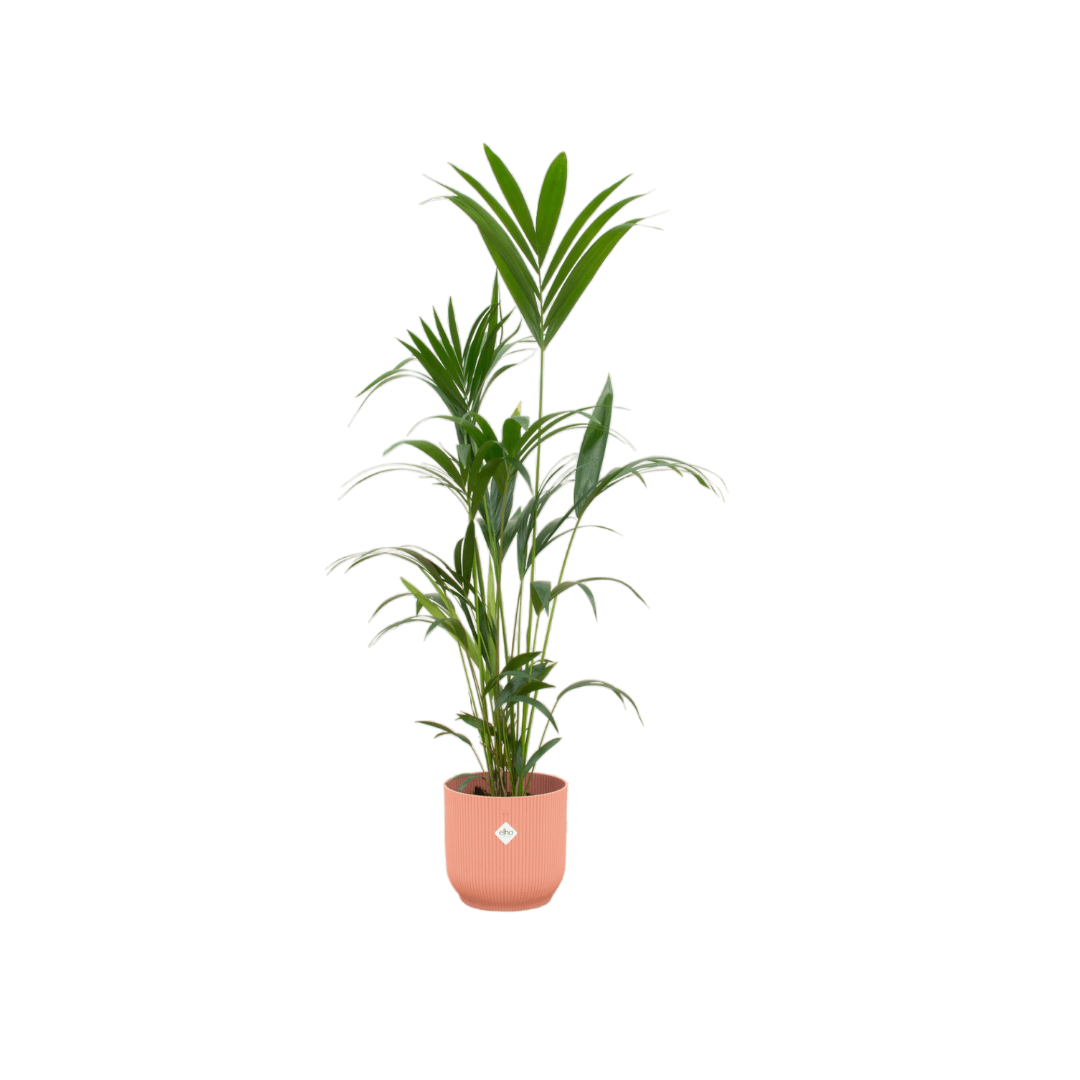 Kentia palm