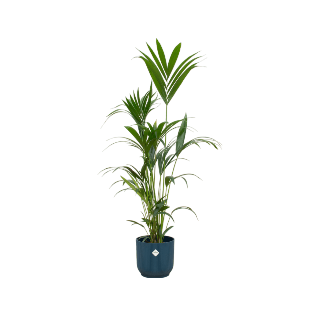 Kentia palm