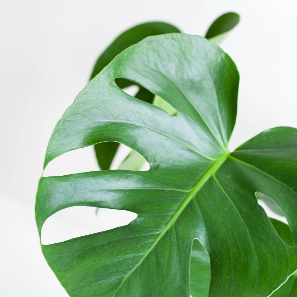 Monstera Deliciosa