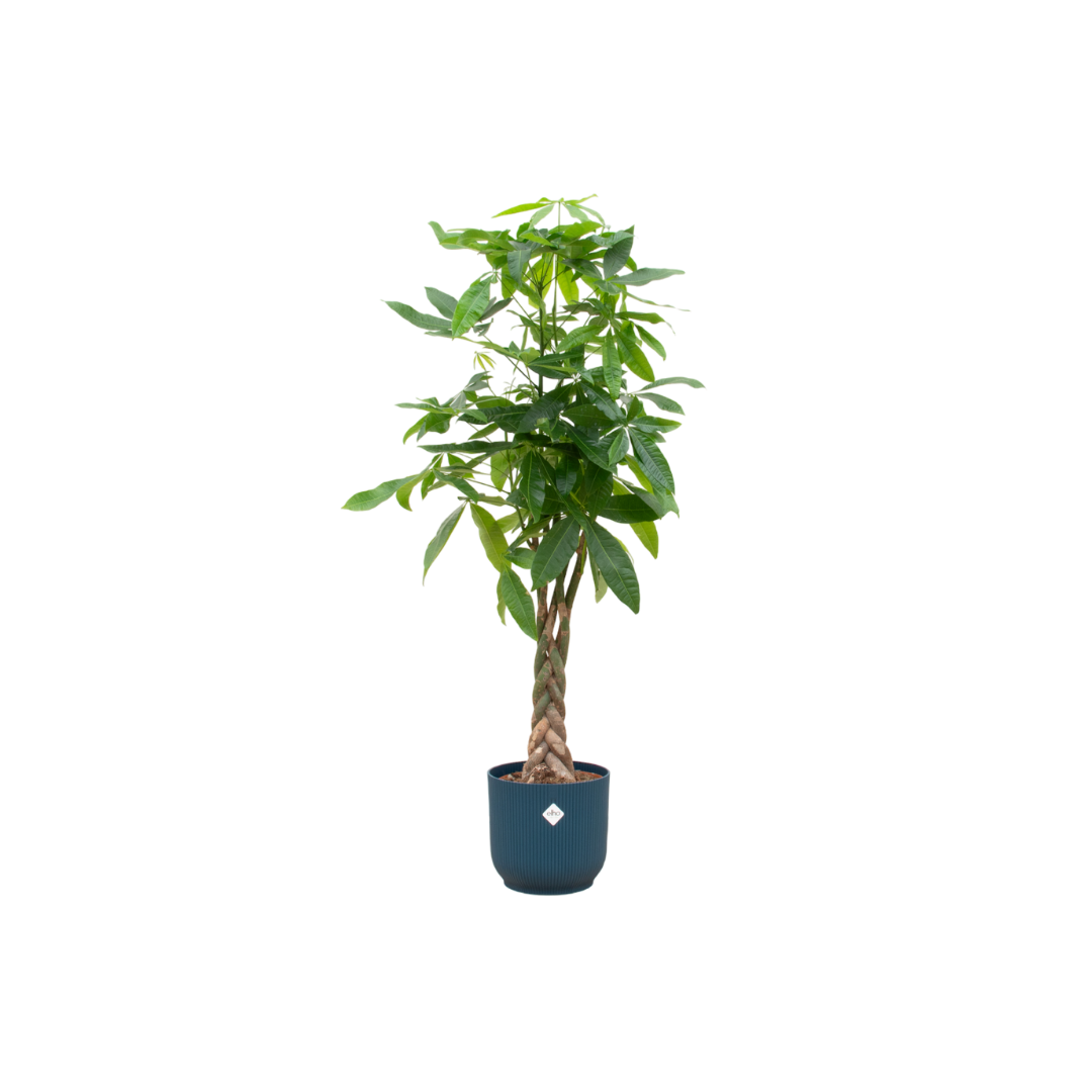 Pachira Aquatica