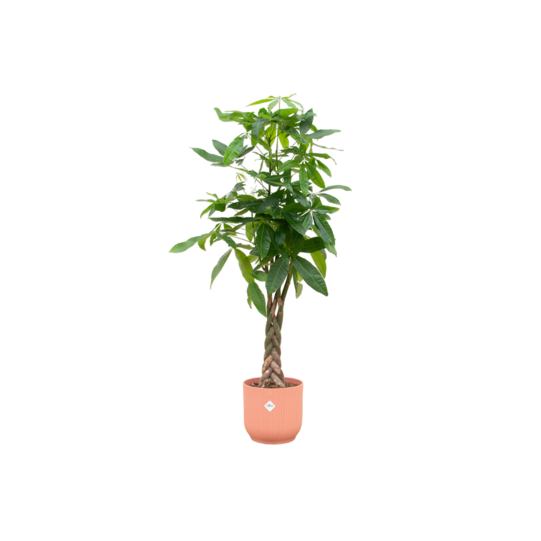 Pachira Aquatica