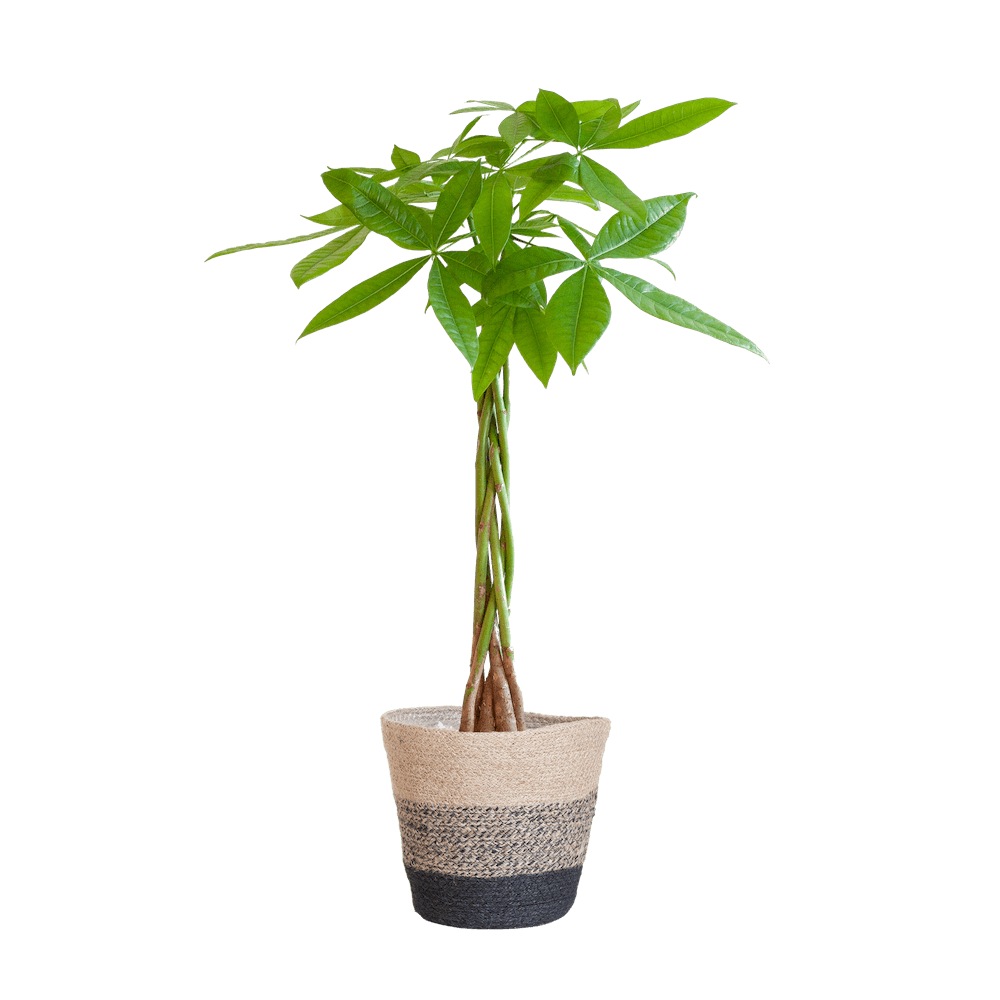Pachira Aquatica