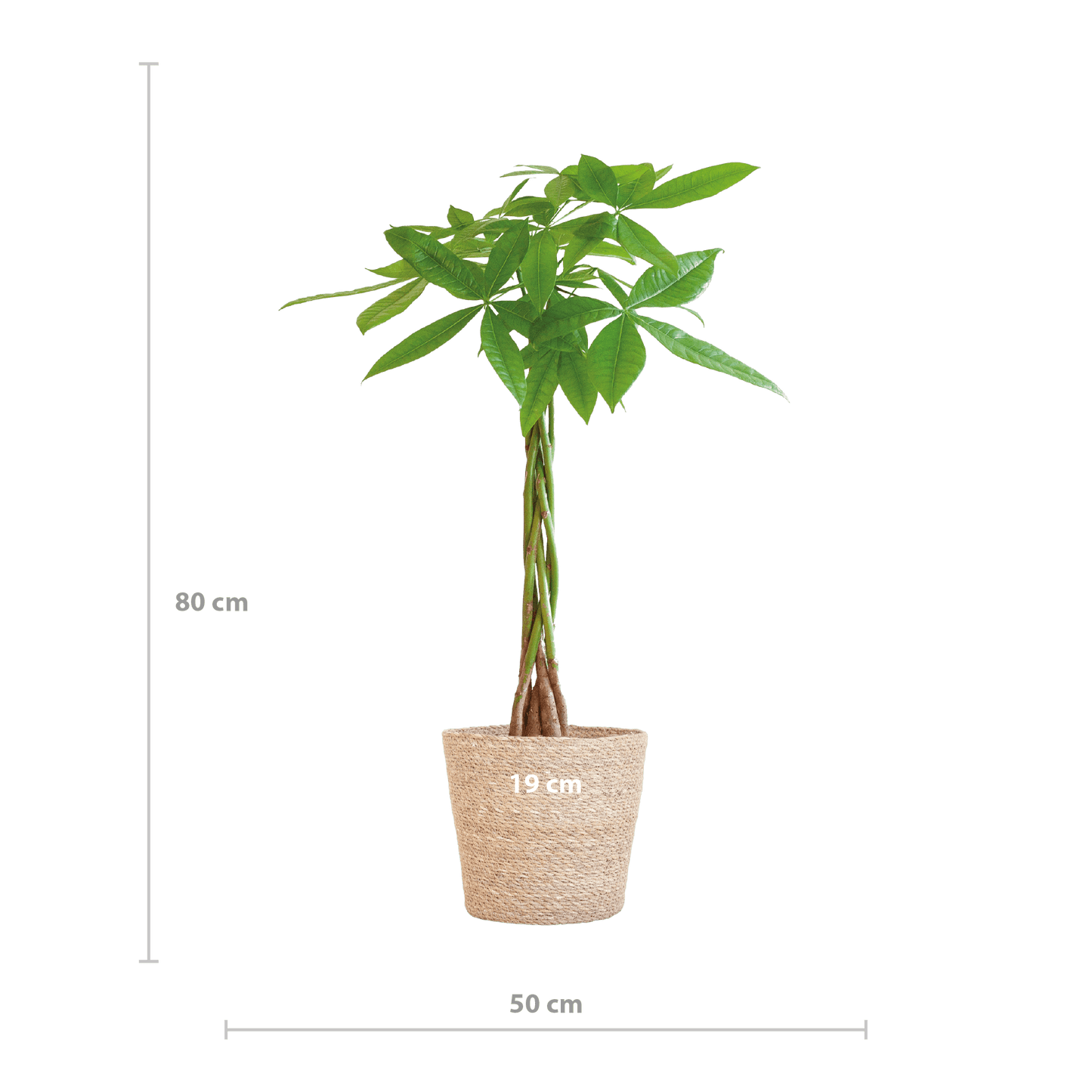 Pachira Aquatica