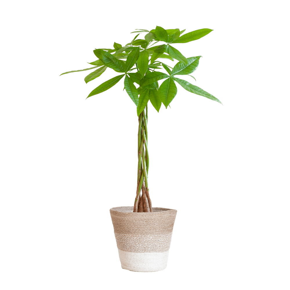 Pachira Aquatica
