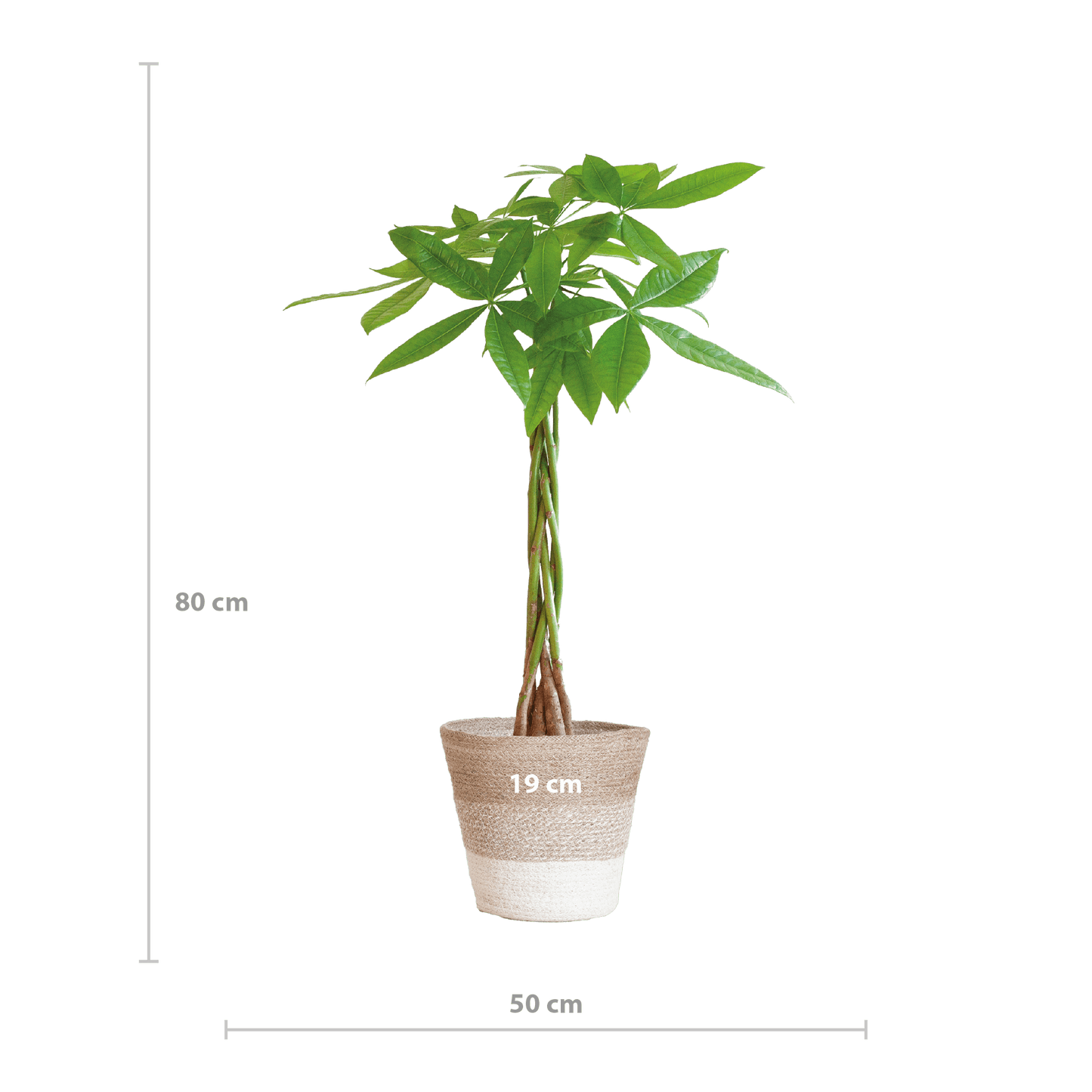 Pachira Aquatica