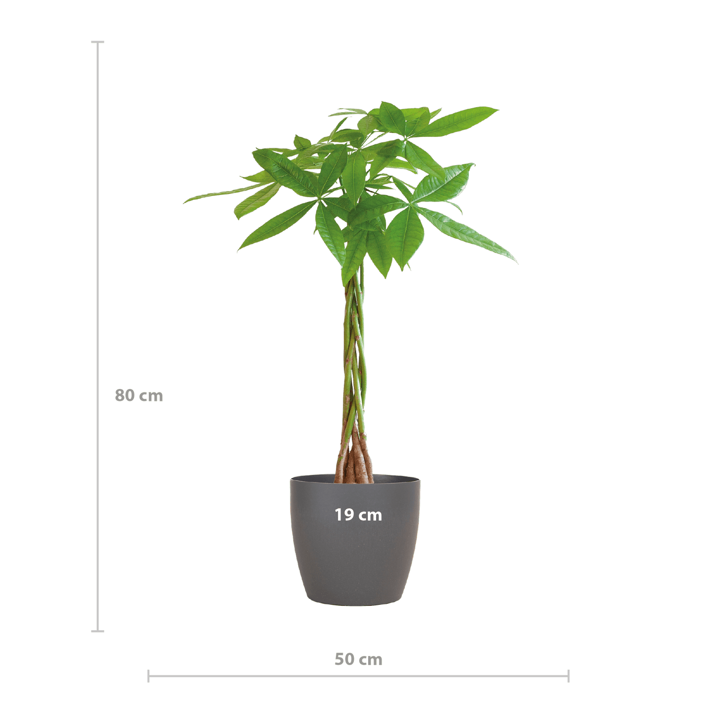 Pachira Aquatica