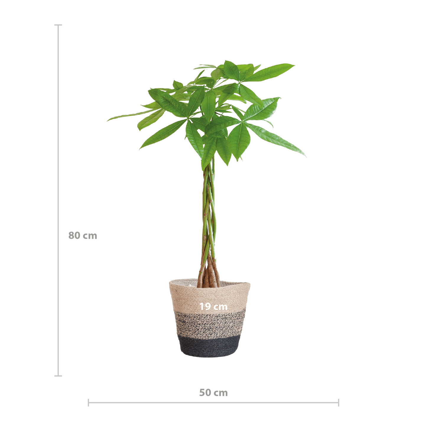 Pachira Aquatica