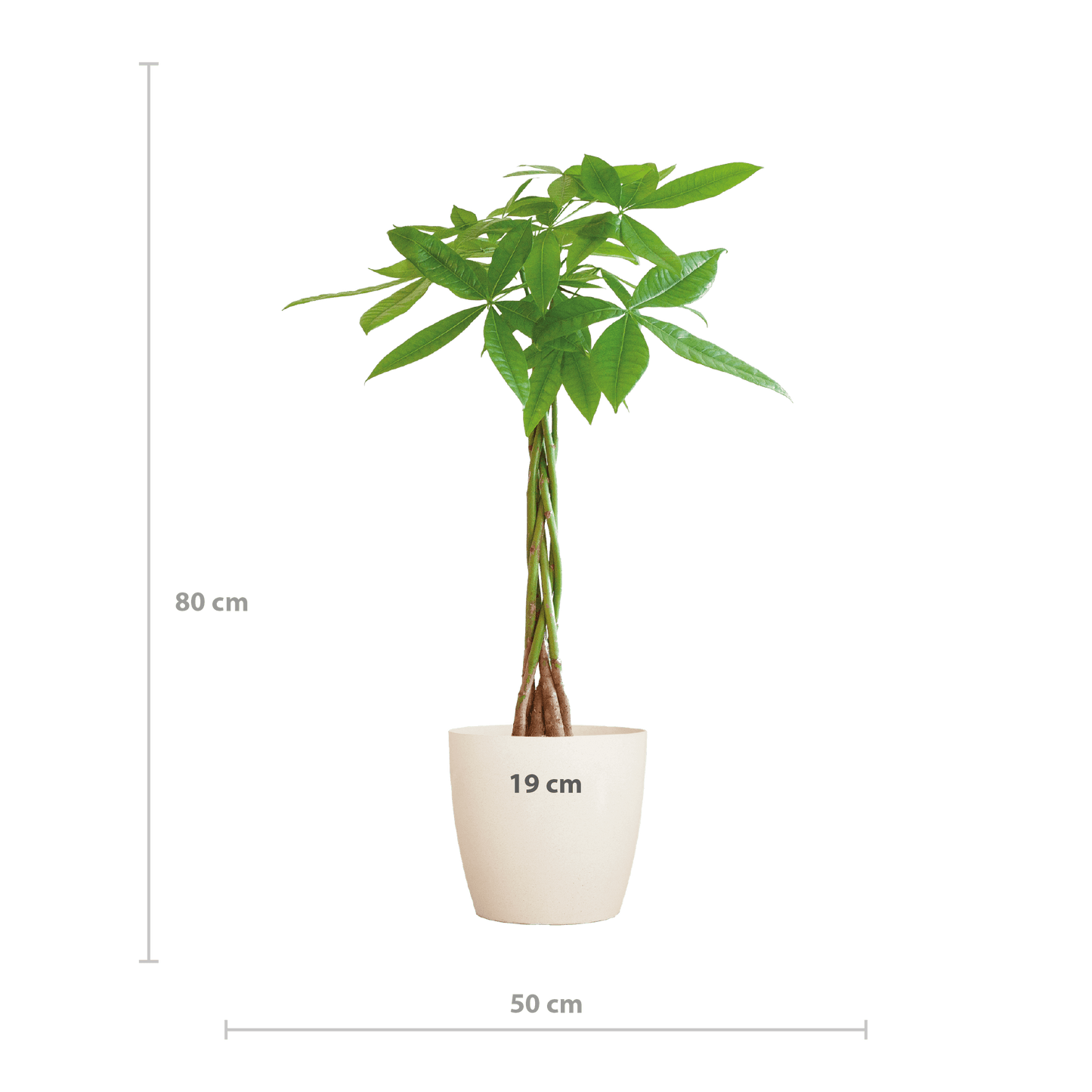 Pachira Aquatica