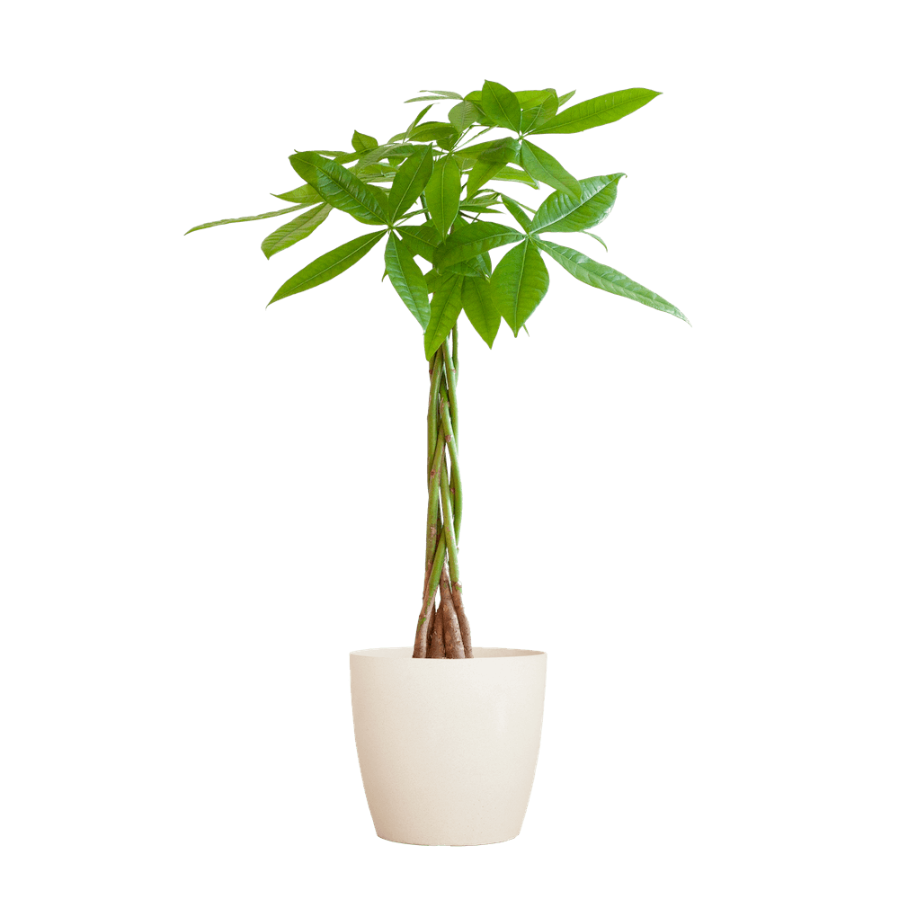 Pachira Aquatica