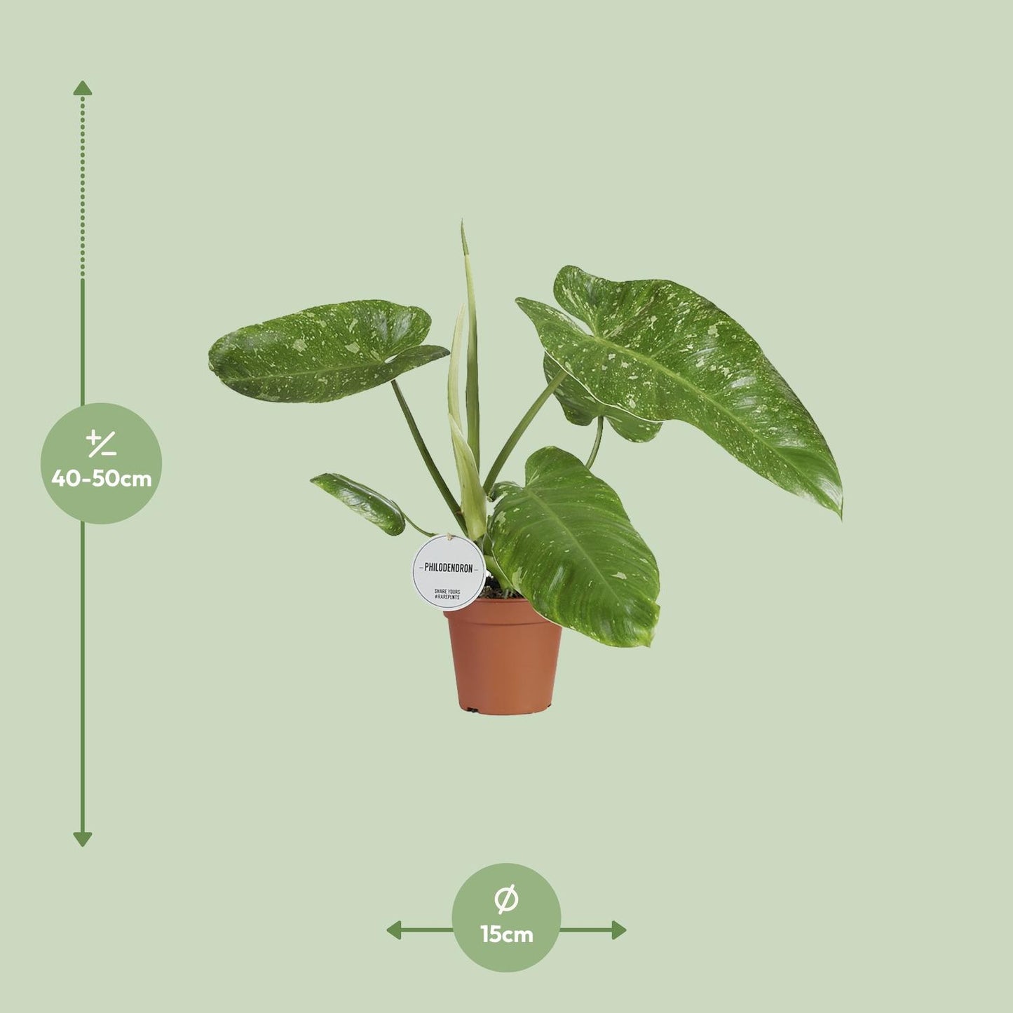 Philodendron Jose Buono