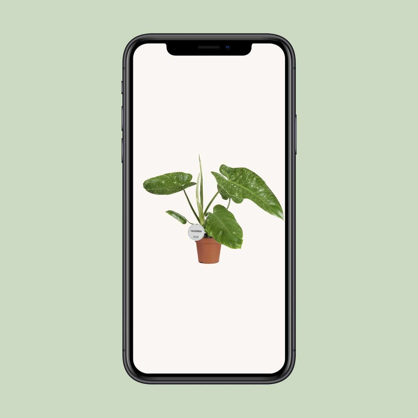 Philodendron Jose Buono