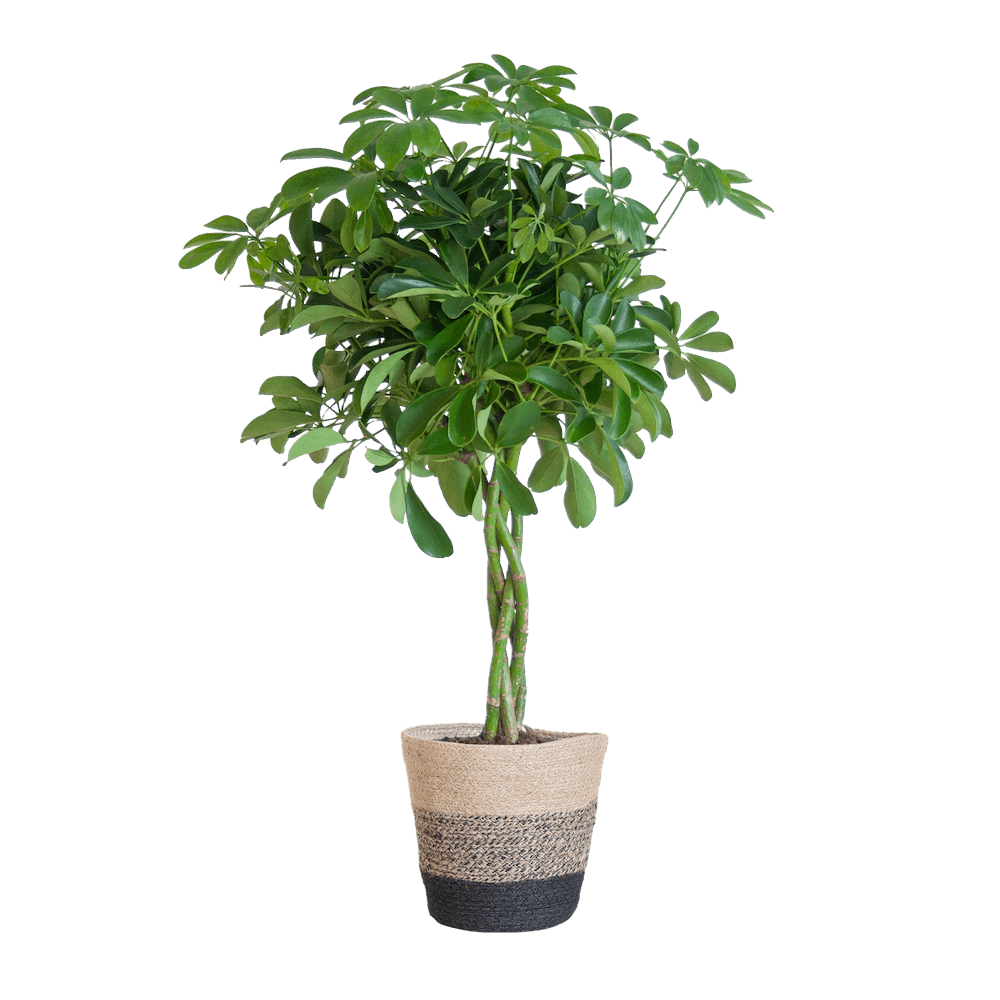 Schefflera Arab Nora