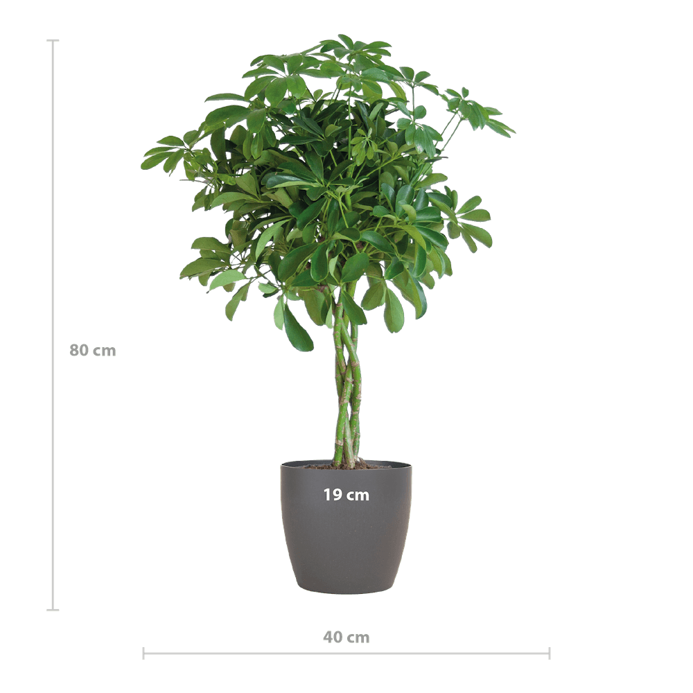 Schefflera Arab Nora