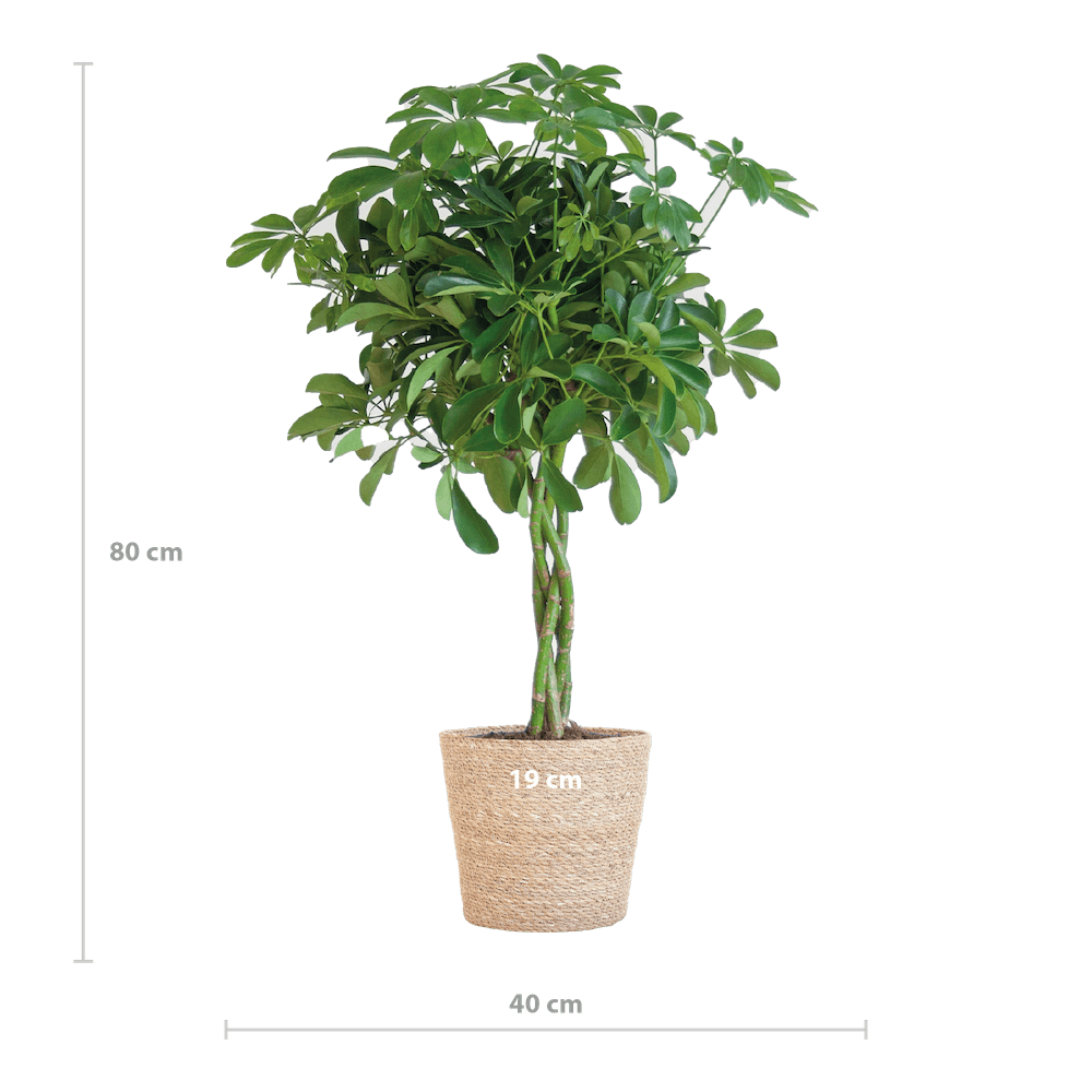 Schefflera Arab Nora
