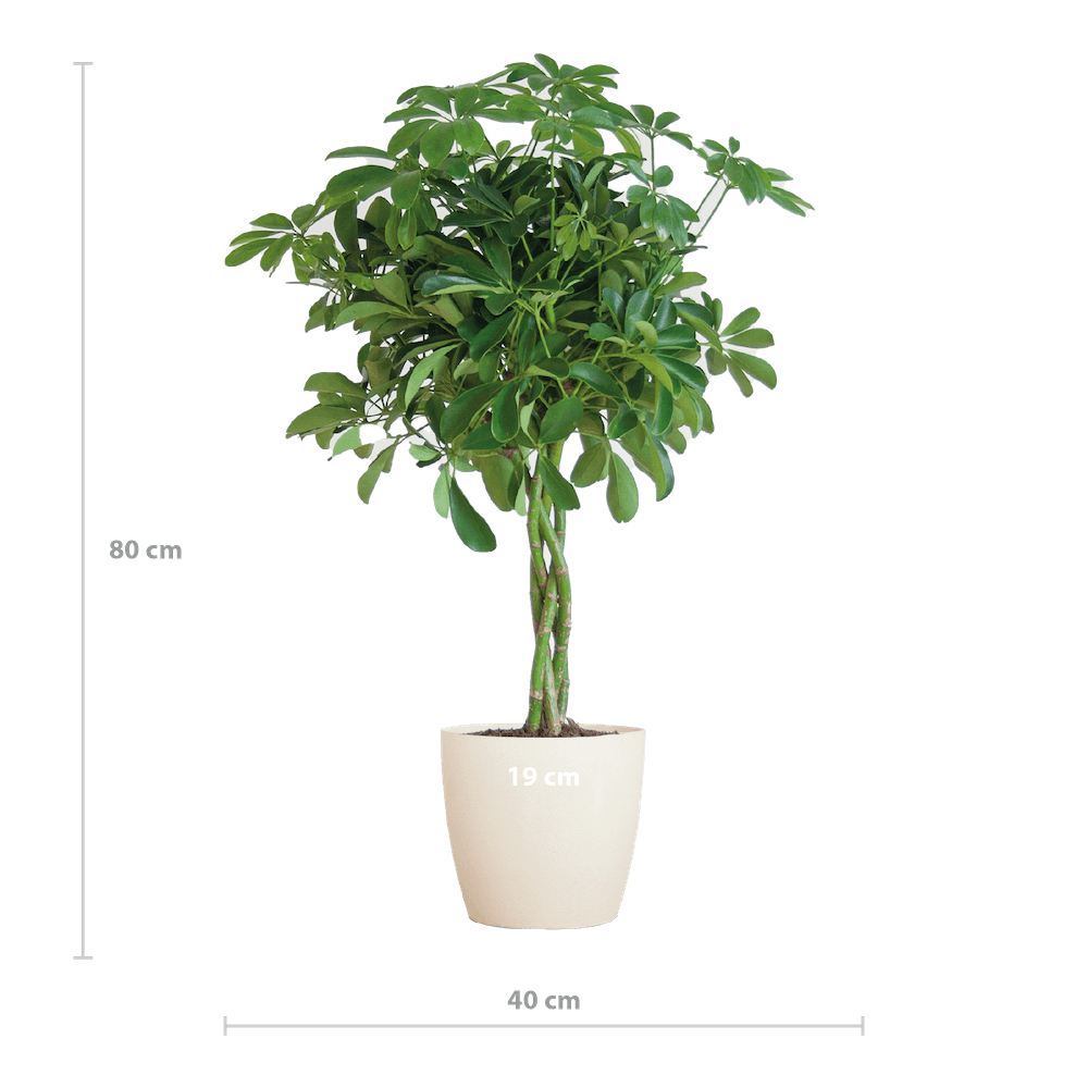 Schefflera Arab Nora