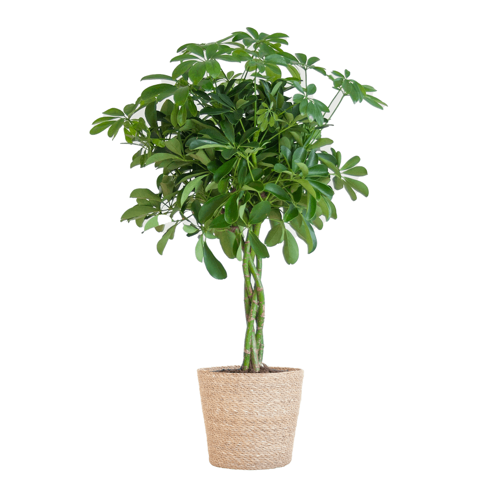 Schefflera Arab Nora