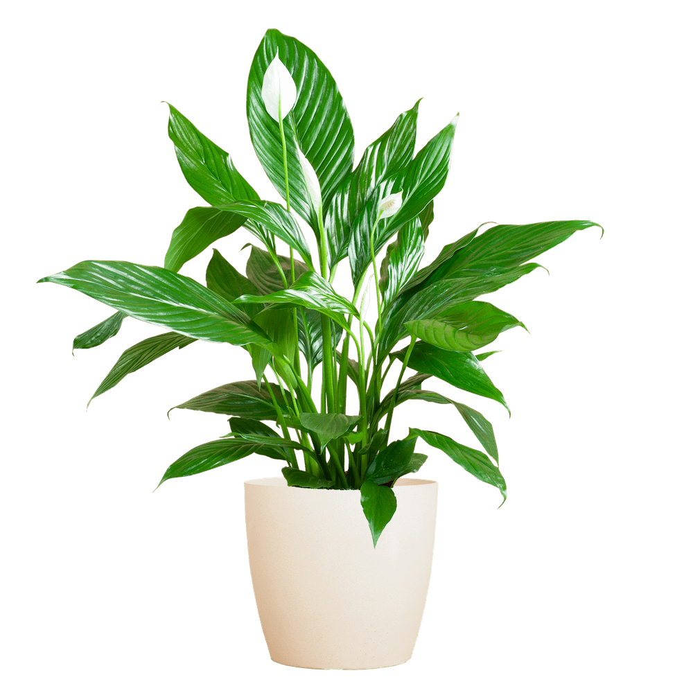 Spathiphyllum