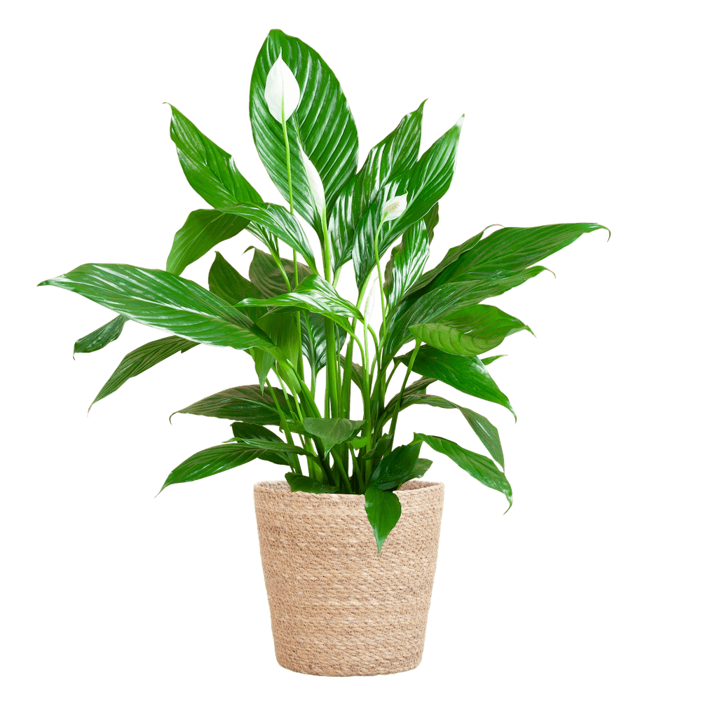 Spathiphyllum