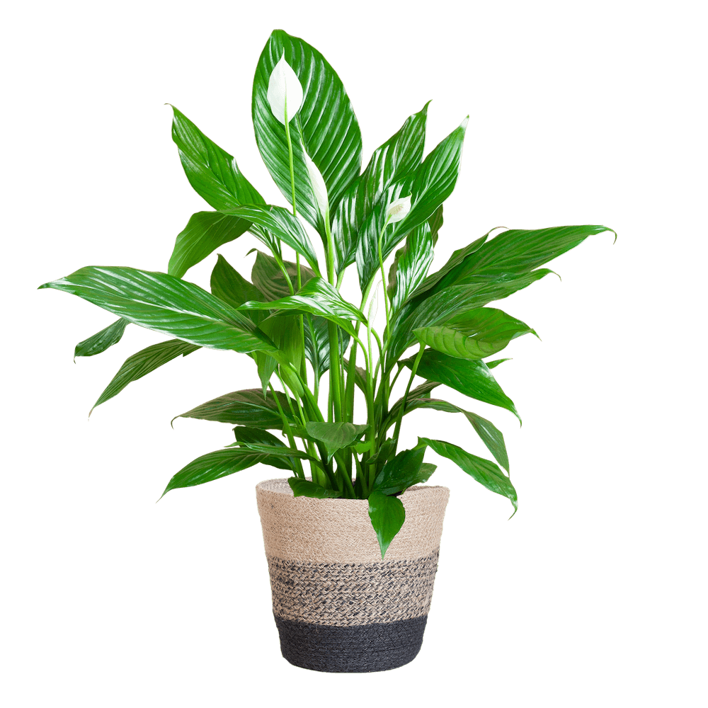 Spathiphyllum