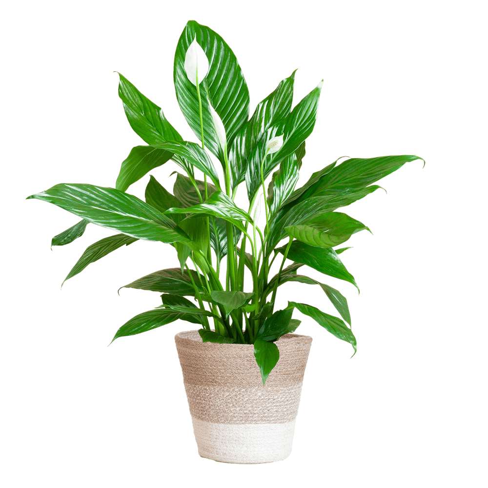 Spathiphyllum