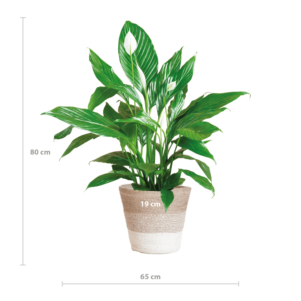 Spathiphyllum