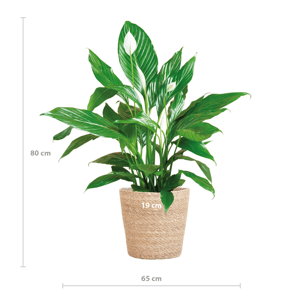 Spathiphyllum