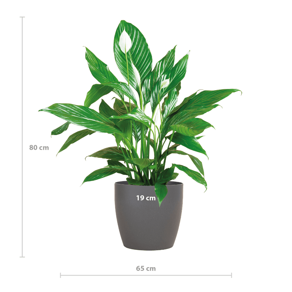 Spathiphyllum