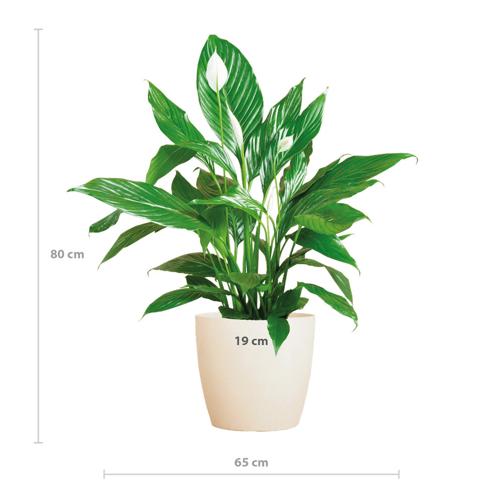 Spathiphyllum