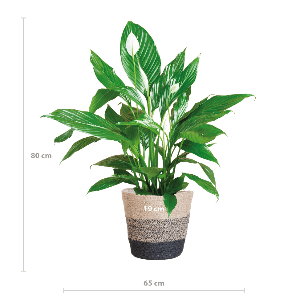 Spathiphyllum