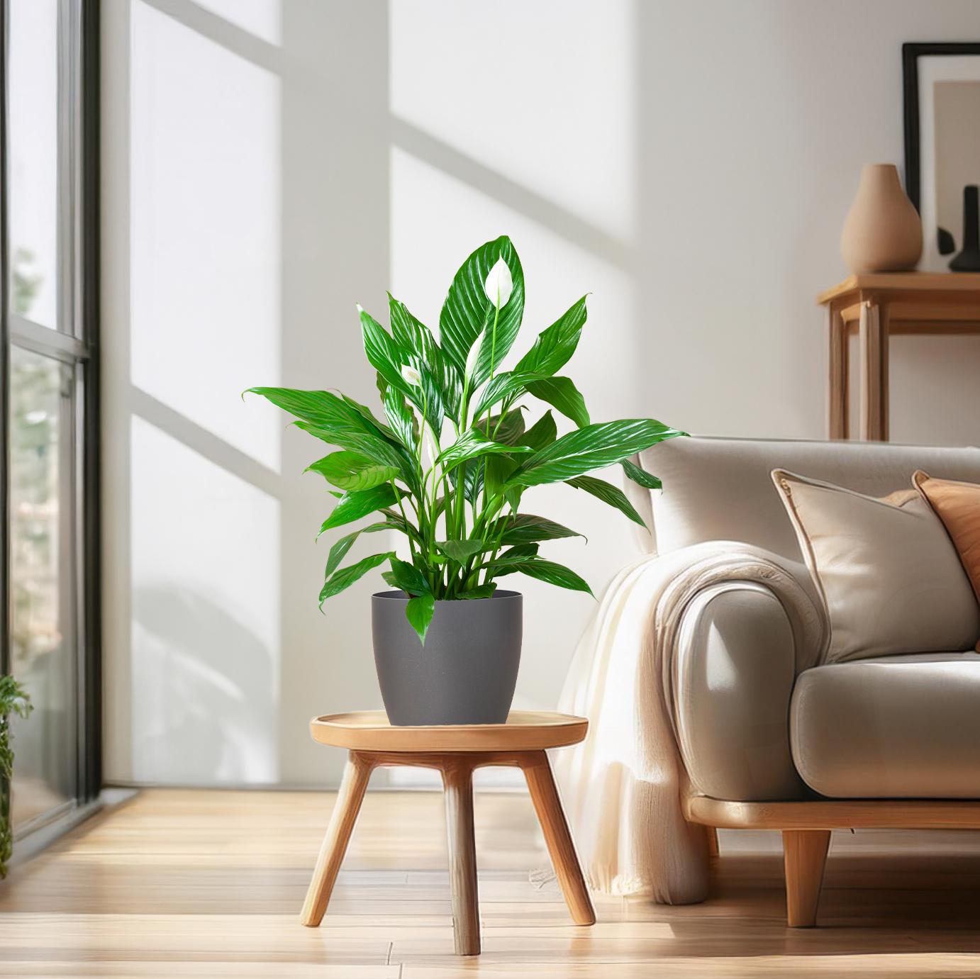 Spathiphyllum