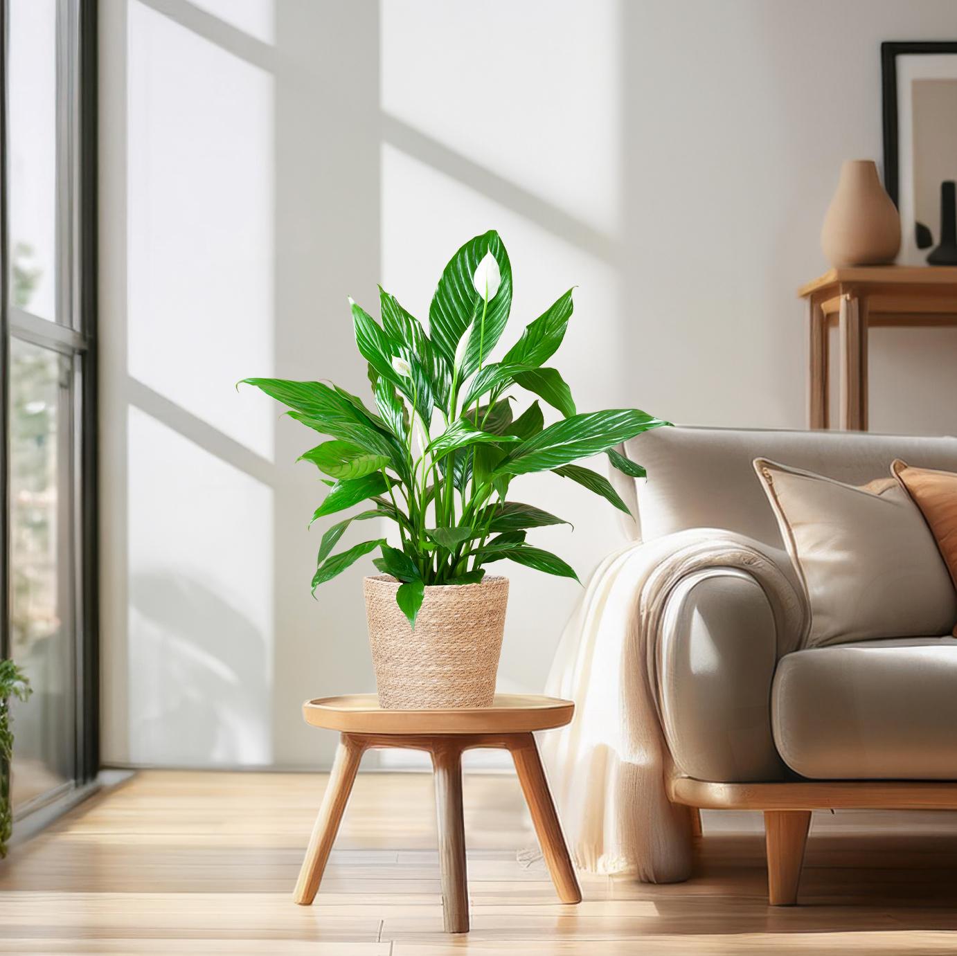 Spathiphyllum