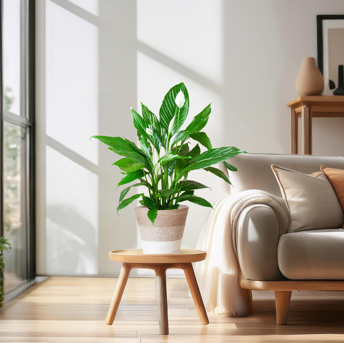 Spathiphyllum