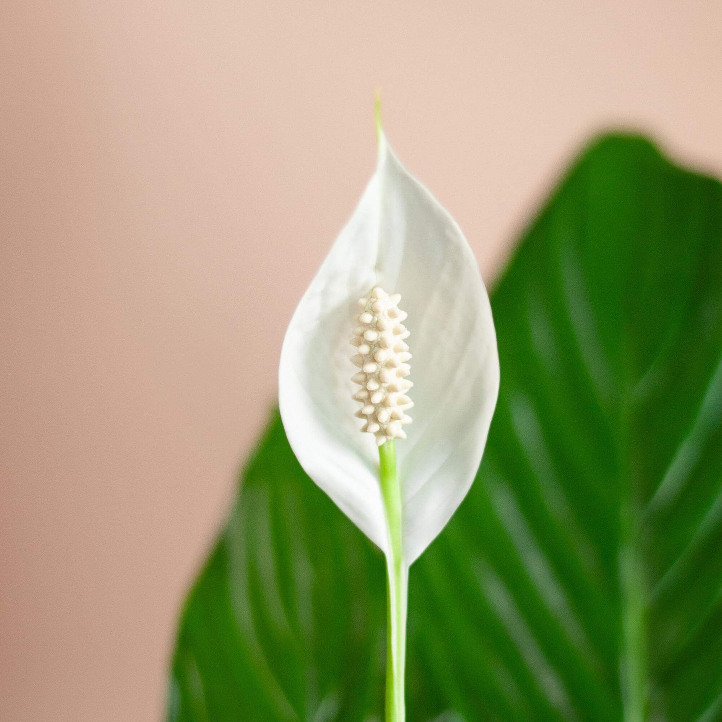 Spathiphyllum