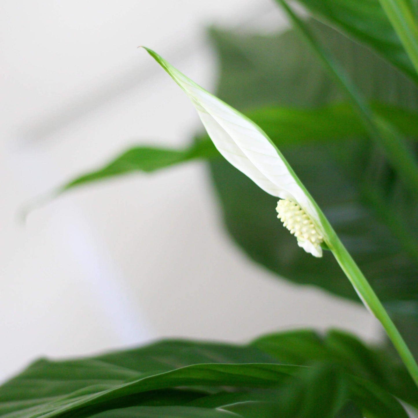 Spathiphyllum