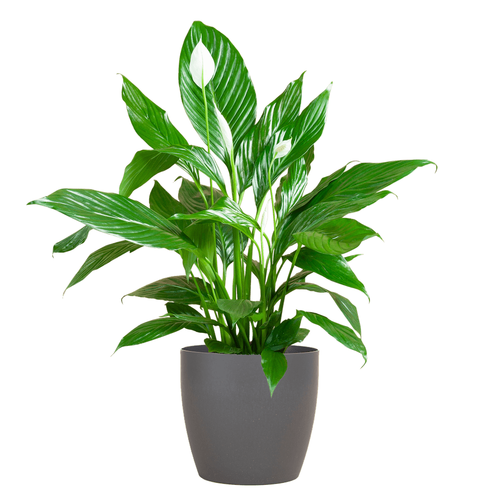 Spathiphyllum