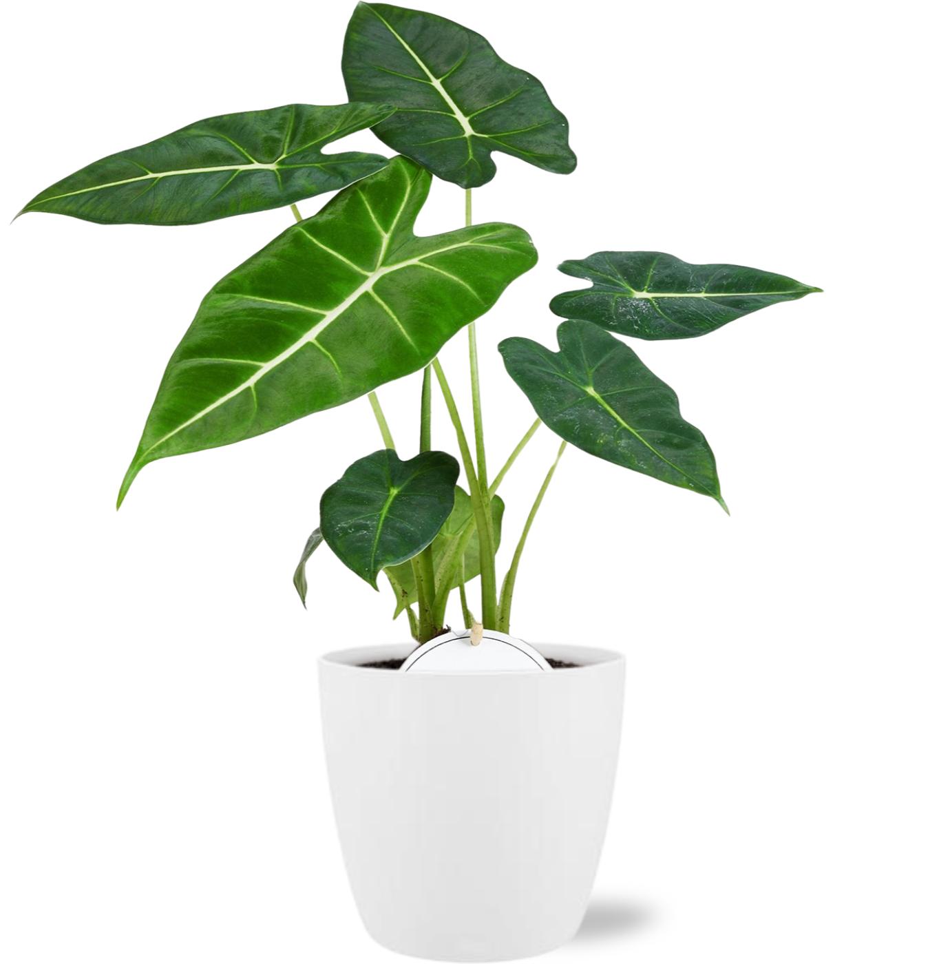 Alocasia Frydek