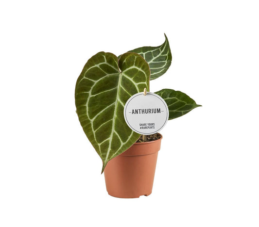 Anthurium Crystallinum