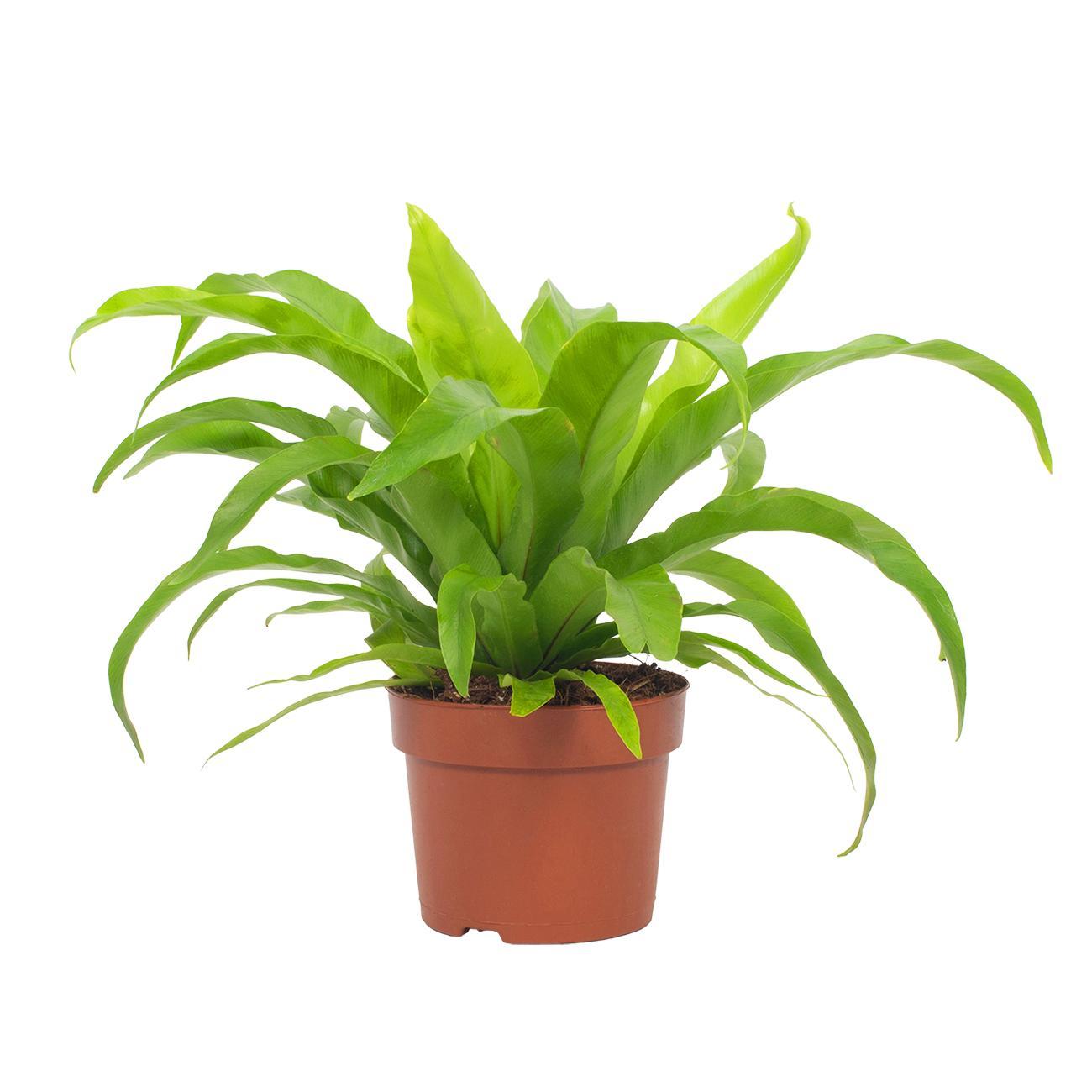 Asplenium Antiquum